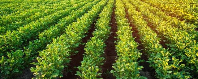 I AM LOOKING FOR LAND FOR LEASE FOR CROP PRODUCTION .